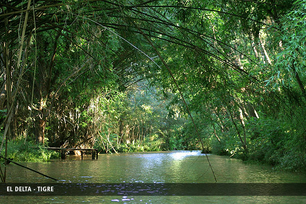 tigre-delta